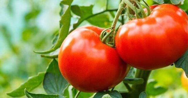 Pomidorun qiyməti niyə bahalaşıb?