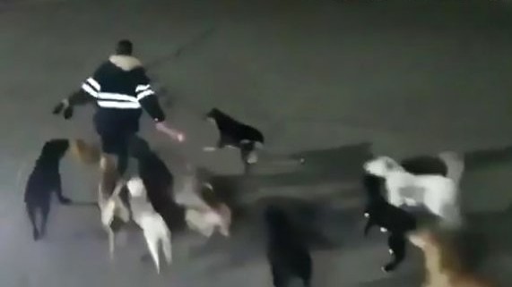 Azərbaycanın ən böyük şəhərlərindən birini küçə itləri basıb – Sakinlər təhlükədə (FOTO/VİDEO)