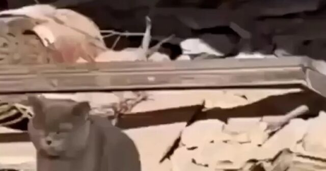Ailəsinin dağıntılar altında qaldığı yeri göstərən pişik onları belə xilas etdi – VİDEO