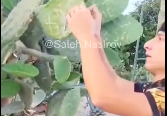 Bulvarda kaktusu yandıran şəxs həbs edildi – Video