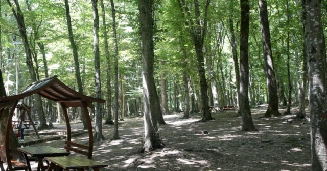 İSTANBULDA MEŞƏLƏRƏ GİRİŞ QADAĞAN EDİLDİ