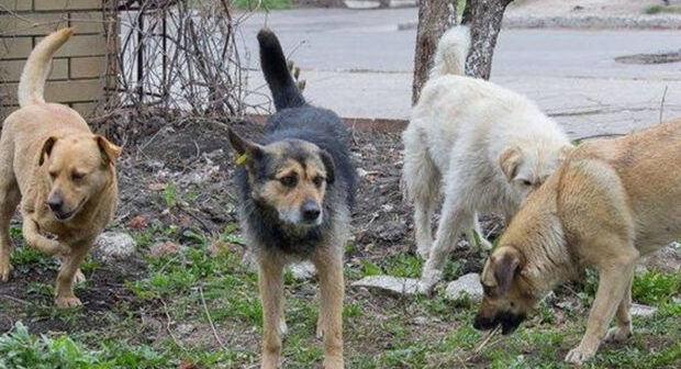 Gəncədə küçə itləri yaşlı qadına xəsarətlər yetiriblər