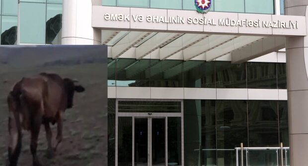 Özünəməşğulluq proqramı çərçivəsində daha bir BİABIRÇILIQ (VİDEO)