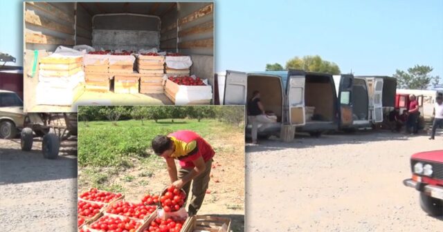 Pomidor almaq istəyənlərin nəzərinə! – Kiloqramı 20 qəpik, yeşiyi 5 manat – VİDEO