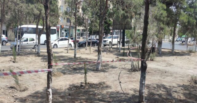 Sumqayıtda 17 ağac qanunsuz kəsilib