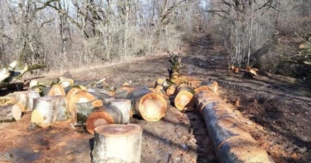 Sumqayıt və üç rayonda 130 ağac qanunsuz kəsildi, cinayət içi açıldı