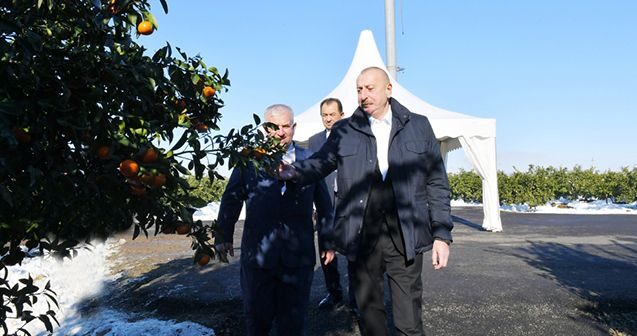 Prezident meyvə bağında – Fotolar