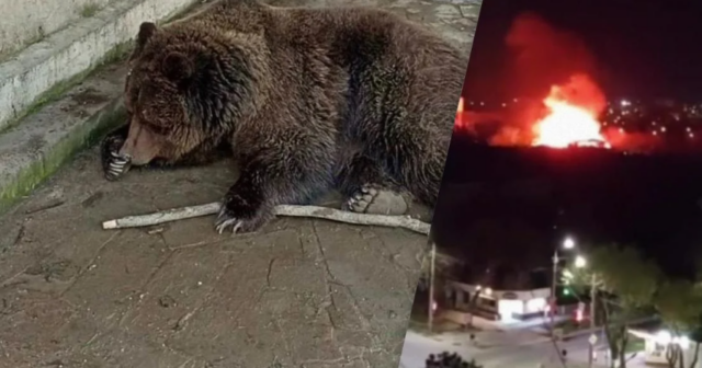 İşğal altında olan Krımda zoopark yanıb: yüzlərlə heyvan ölüb
