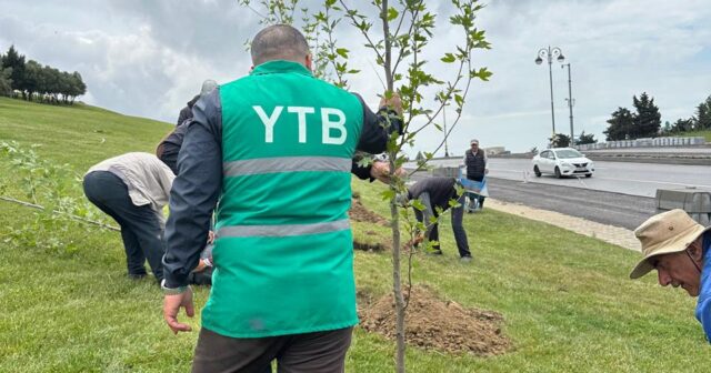 Yaşıllaşdırma Təsərrüfatı Birliyi ilə Baş Prokurorluq birgə ağacəkmə aksiyası keçirib – FOTOLAR