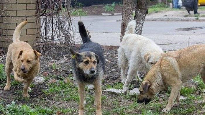 Buzovnada itlər 3 yaşlı uşağa hücum ediblər