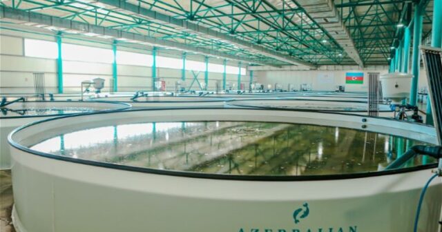 Gömrük Komitəsi və “Azerbaijan Fish Farm” arasında çəkişmə