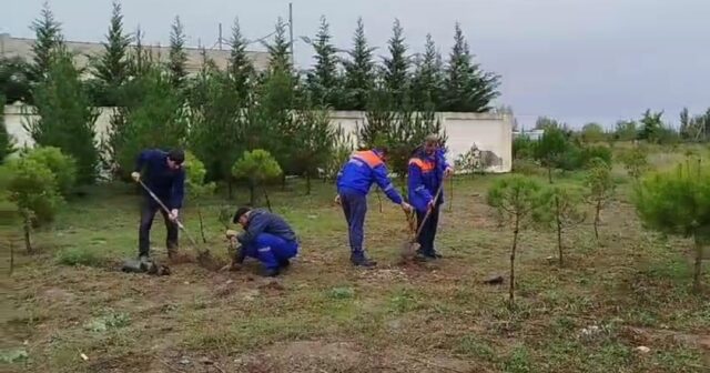 “Azərişıq” ASC-dən genişmiqyaslı ağacəkmə aksiyası – FOTOLAR