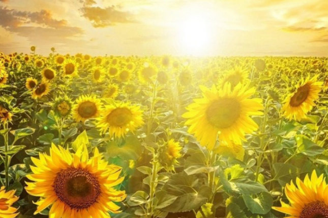Havanın temperaturu 39 dərəcəyə çatıb – FAKTİKİ HAVA