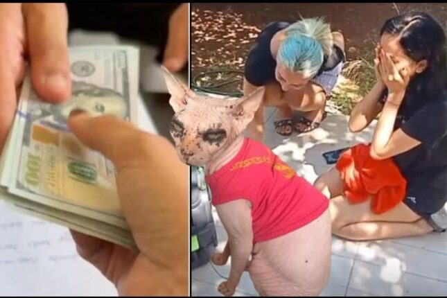 İtən pişiyini tapan şəxsə 2 min dollar verdi