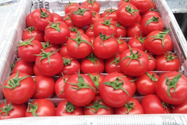 Pomidor böhranı – kəndlinin dərdi, istehlakçının yükü — AÇIQLAMA