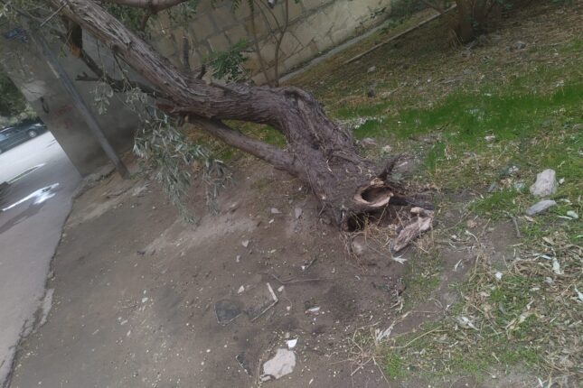 Hövsanda təhlükə, qurumlar biganə — “Ağaca toxunsaq, cərimələnəcəyik”  – FOTO