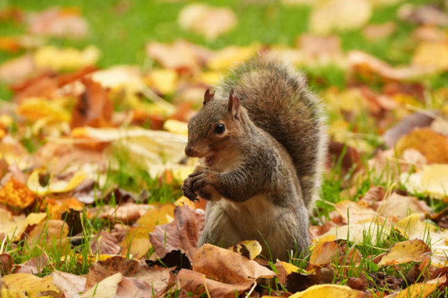 Noyabrın havası açıqlandı Noyabrın havası açıqlandı