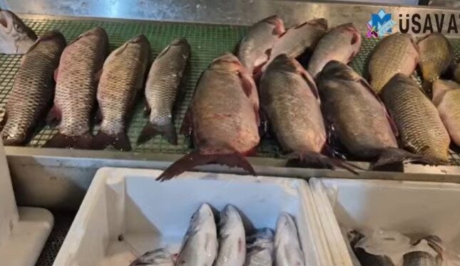 Bahalaşma balıq bazarını da “VURDU”: satıcılar şikayətlənir VİDEO