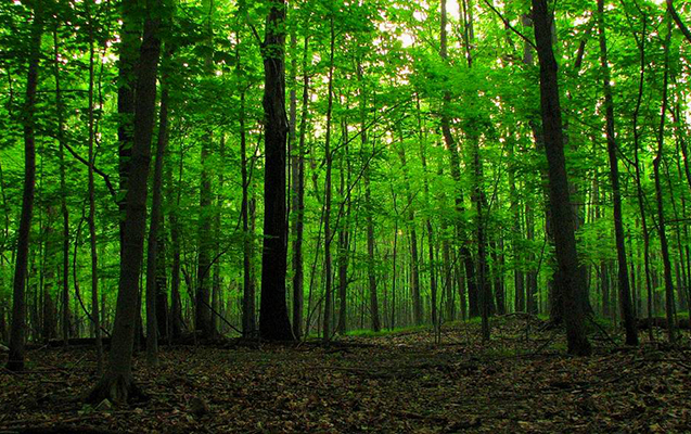 Qusarda meşəbəyi həbs edildi – Rüşvətdə ittiham olunur Qusarda meşəbəyi həbs edildi – Rüşvətdə ittiham olunur