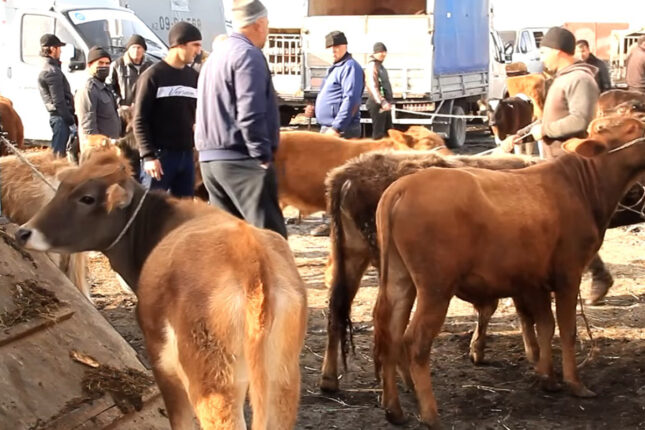 Bu gündən Azərbaycanda heyvan bazarları BAĞLANIR – SƏBƏB Bu gündən Azərbaycanda heyvan bazarları BAĞLANIR – SƏBƏB