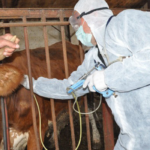 Ət bahalaşır, heyvanlar tələf olur… Dabaq böhranı necə idarə olunur? et-bahalasir-heyvanlar-telef-olur8230-dabaq-bohrani-nece-idare-olunur