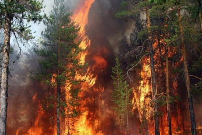 Culfa meşələri yanır: İran Azərbaycanın yardımından imtina edib Culfa meşələri yanır: İran Azərbaycanın yardımından imtina edib
