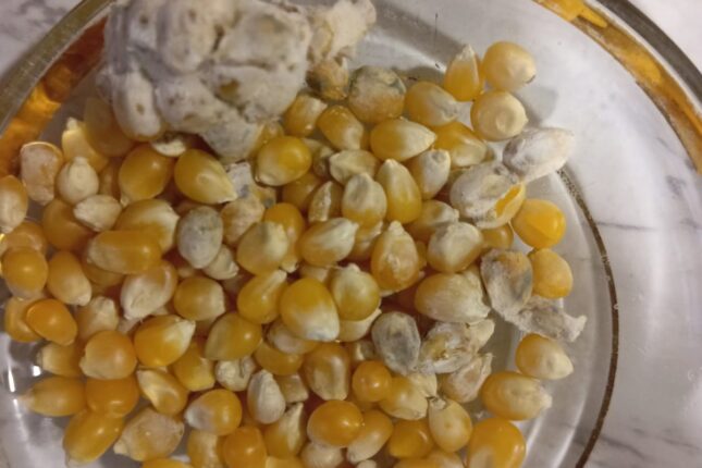 Bu marketdə kiflənmiş məhsul satılır – VİDEO/FOTO Bu marketdə kiflənmiş məhsul satılır – VİDEO/FOTO